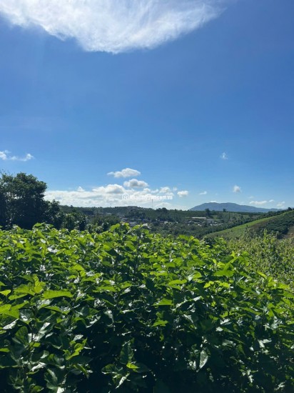 Đất nền nghỉ dưỡng gần Đồi Chè Tâm Châu – Bảo Lộc – giá tốt nhất khu vực chỉ 6  triệu/m²